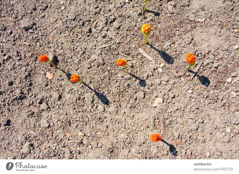 Sechs Blumen Frühling Blühend Blüte angefangen Beginn aufgehen Frühblüher orange Farbe Farbstoff Abheben Erde Sand Boden Landschaft Grundbesitz Blütenknospen