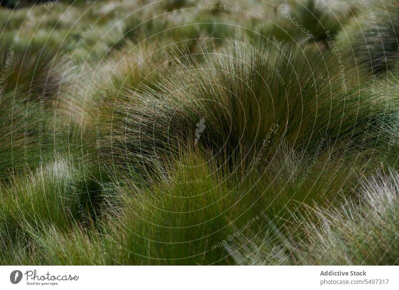 Trockenes, üppiges Gras auf einem Feld Vorbau trocknen üppig (Wuchs) hoch Ökologie Natur Wachstum Reserve ökologisch Ecuador Südamerika Sommer Umwelt Biologie