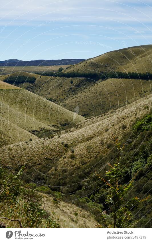 Mit trockenem Gras bewachsene Hügel an einem sonnigen Tag Landschaft Grün Natur Tal Umwelt Ökologie unberührt Hochland ökologisch Reserve Ecuador Südamerika