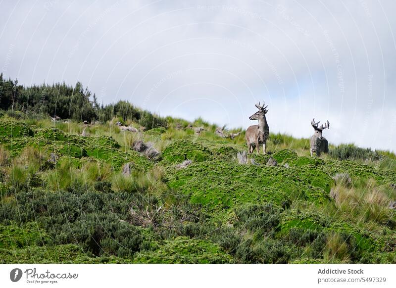 Weißschwanzhirsche stehen auf üppigem Moos Hirsche Tier Lebensraum wild Natur Fauna Berghang Umwelt Berge u. Gebirge Zoologie Pflanzenfresser ökologisch Hügel