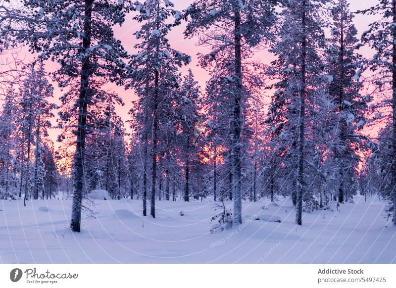 Farbenfroher Sonnenuntergang über einem Nadelwald Haus Schnee bunt Himmel ländlich Baum verschneite einsam Eis Wolkenlandschaft Horizont Tourismus Wahrzeichen