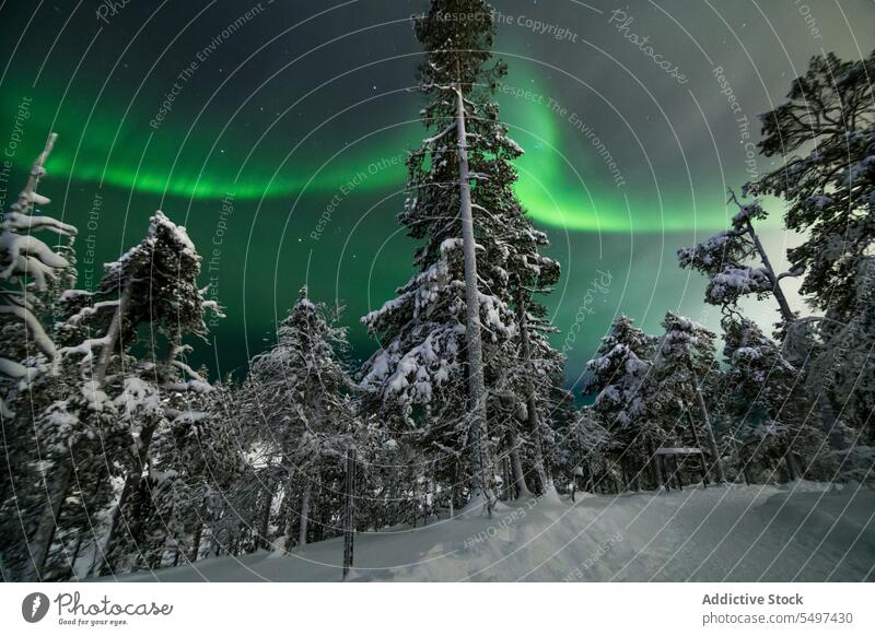 Polarlichter über Nadelbäumen Nordlicht Winter polar Schnee Himmel Baum Wald Natur Erscheinung Silhouette nördlich Aurora Licht malerisch wild Atmosphäre Wälder