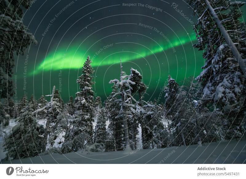 Polarlichter über Nadelbäumen Nordlicht Winter polar Schnee Himmel Baum Wald Natur Erscheinung Silhouette nördlich Aurora Licht malerisch wild Atmosphäre Wälder