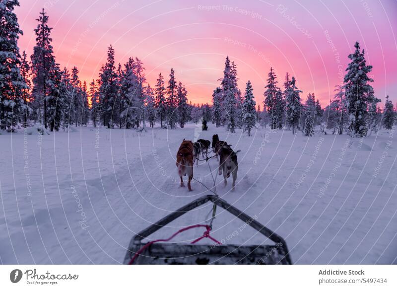 Unbekannte Männer in warmer Kleidung gehen mit einer Hundemeute durch verschneites Land Spaziergang Schnee Winter Besitzer Frost Tier Eckzahn kalt Winterzeit