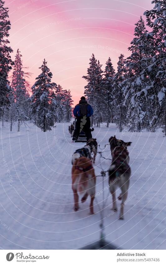Unbekannte Männer in warmer Kleidung gehen mit einer Hundemeute durch verschneites Land Mann Spaziergang Schnee Winter Besitzer Frost Tier Eckzahn kalt