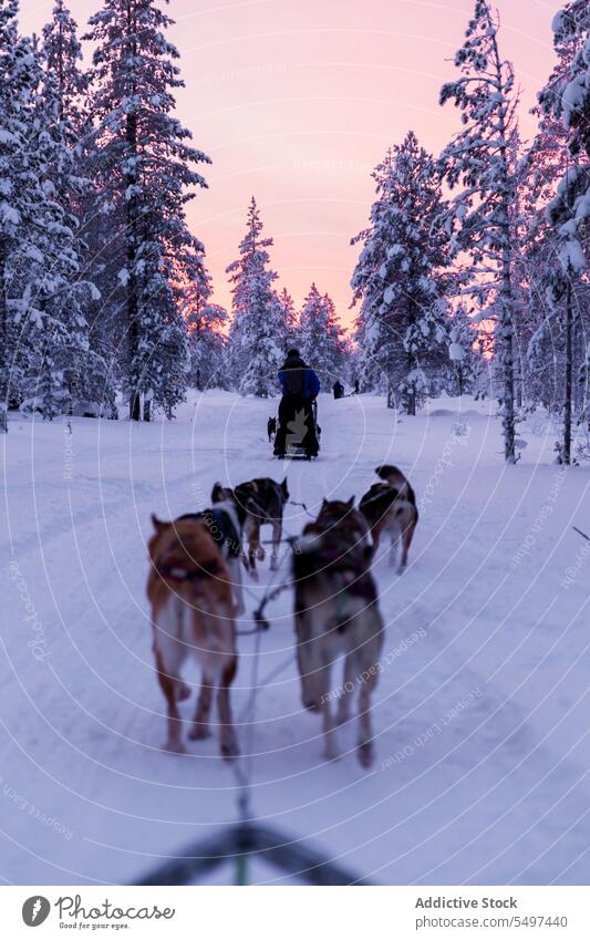 Unbekannte Männer in warmer Kleidung gehen mit einer Hundemeute durch verschneites Land Spaziergang Schnee Winter Besitzer Frost Tier Eckzahn kalt Winterzeit