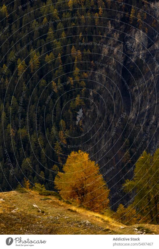 Herbstwald in den Bergen an einem dunklen Nachmittag Wald Berge u. Gebirge Landschaft Natur Ambitus Umwelt malerisch Baum gelb Wälder Himmel Tal crans fallen