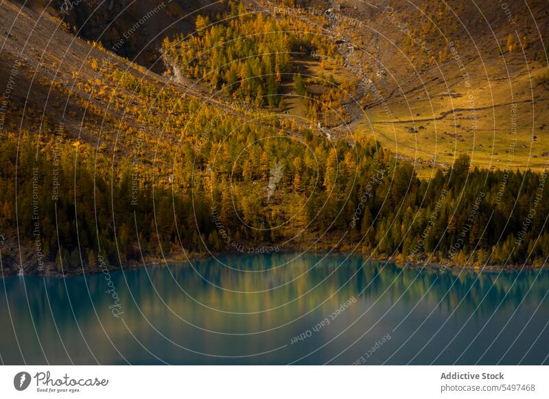 Herbstwald in der Nähe eines ruhigen Sees Baum Natur Berge u. Gebirge Reflexion & Spiegelung Landschaft Schweiz crans Umwelt Wald Wasser fallen malerisch Saison