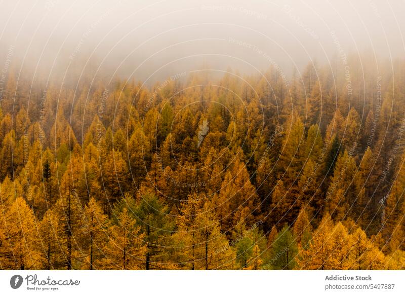 Erstaunliche Landschaft des nebligen Waldes Waldgebiet Baum Natur Nebel grün Wälder wachsen vegetieren Umwelt Flora Wachstum Grün malerisch Dunst Himmel Pflanze