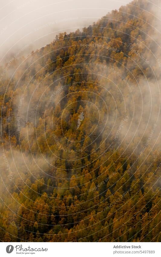 Erstaunliche Landschaft des nebligen Waldes Waldgebiet Baum Natur Nebel grün Wälder wachsen vegetieren Umwelt Flora Wachstum Grün malerisch Dunst Himmel Pflanze