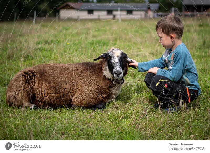 Junge mit schwarzer Hose, blauem Shirt und kurzen Haaren hockt bei einem braunen Schaf und streichelt es am Ohr. Junge schaut zum Schaf, Schaf schaut in die Kamera. Im Hintergrund ein unscharfer Weidezaun und ein Stall.
