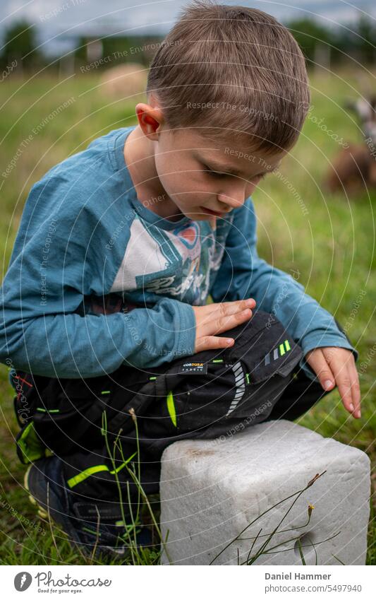 Junge erkundet einen "Salzleckstein" für Schafe und Ziegen auf einer grünen Wiese / Weide. Im Hintergrund eine braune Ziege und ein Schaf. Der Junge ist 6 Jahre und hat eine schwarze Hose an und ein blaues Shirt mit Aufdruck.