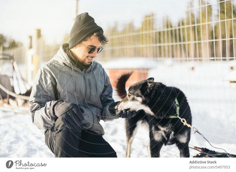 Zufriedener Mann mit Hund auf verschneiter Straße Reisender Husky Kraulen freundlich Sonnenbrille Winter Schnee Wälder männlich Tourist Lappland Haustier