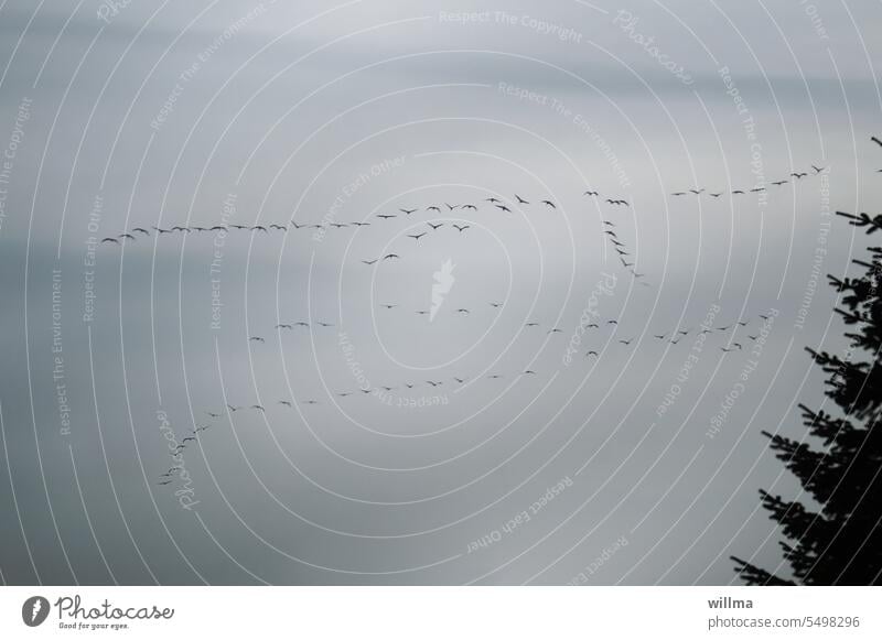 Sehr mittelmäßiges Foto von Kranichen , die sich am Himmel versammeln fliegen Zugvögel Abflug Vogelflug Kraniche ziehen Wildvögel ziehende Kraniche Flug