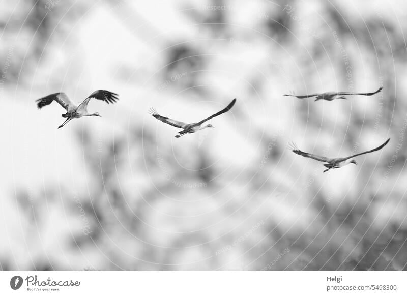 vier fliegende Kraniche Vogel Vogelzug Zugvogel Himmel Herbst Tiergruppe Zweige Unschärfe Vogelflug Wildtier Freiheit frei Außenaufnahme Natur Bewegung