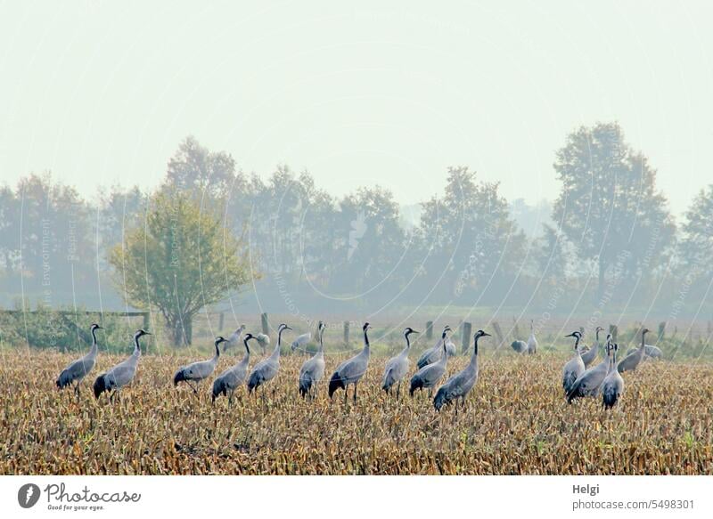 viele Kraniche auf einem abgeernteten Maisfeld im Morgennebel Vogel Wildtier Zugvogel Vogelzug Herbst Feld Nebel morgens Herbstmorgen Stimmung