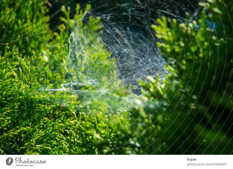 Spinnennetz im Gegenlicht an einem Busch Spinnfäden hintergrundbeleuchtet Rücklicht Buchse grün Hecke herbstlich saisonbedingt Natur golden Makro