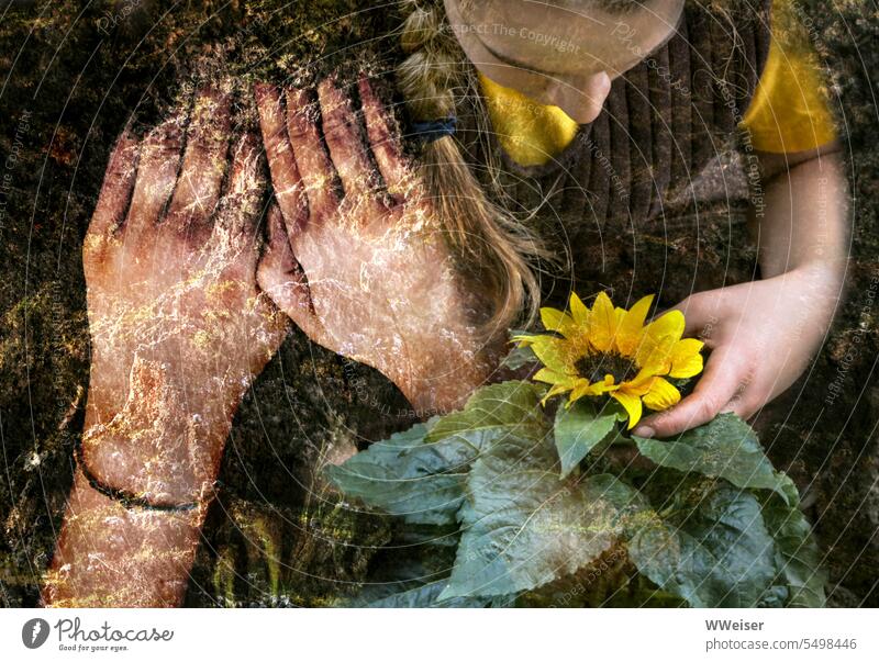Ein Mädchen fühlt die fruchtbare Erde. Sie pflanzt eine Sonnenblume und freut sich über das Blühen. Blume blühen Kind Zopf natürlich Heimat Heimaterde dunkel