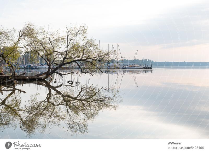 Ein alter Baum spiegelt sich im stillen See, dahinter liegt der Yachthafen Wasser Oberfläche Morgenlicht Stille Ruhe Natur ruhig Idylle Wasseroberfläche