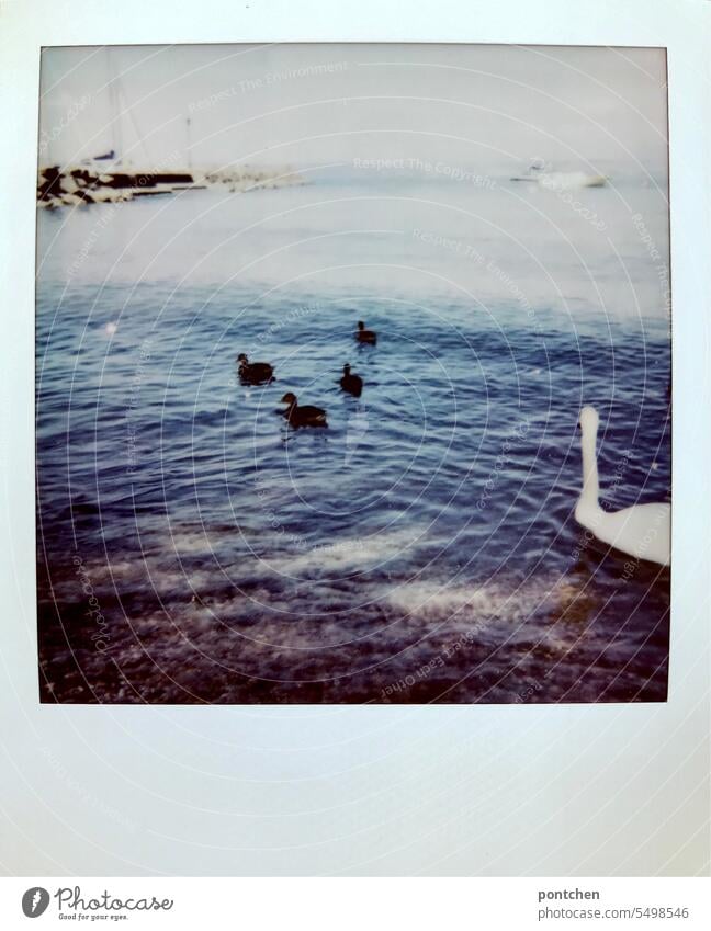 ein schwan schwimmt  am ufer des gardasees. polaroid Seeufer Sommer Gardasee Ferien & Urlaub & Reisen italien wasser urlaubsfoto boote Außenaufnahme Natur