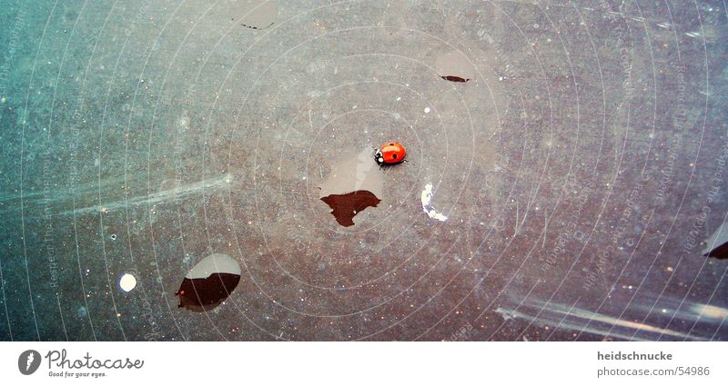 Glück gehabt Insekt Marienkäfer rot schwarz Tier Käfer