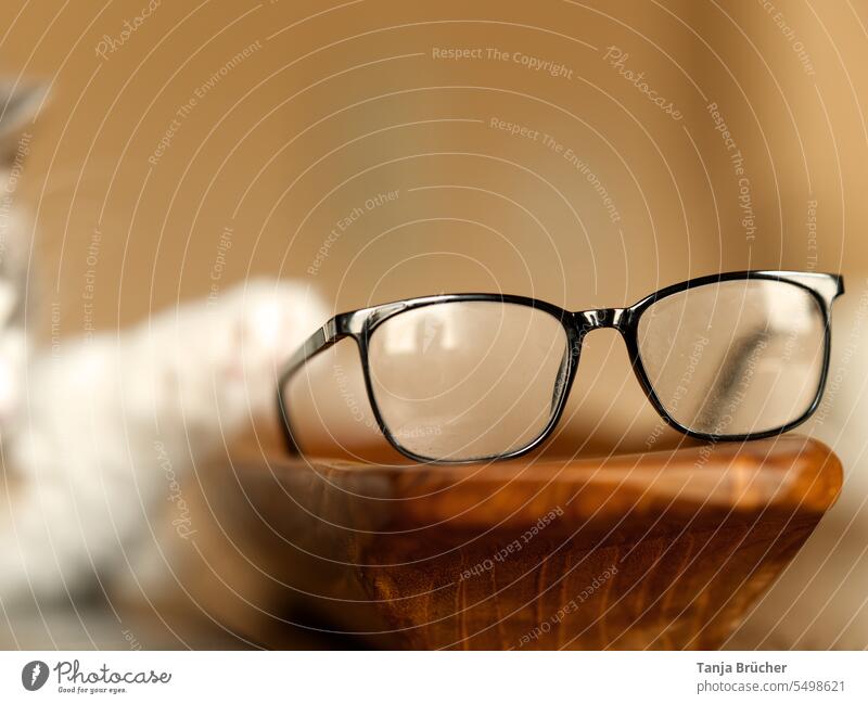 Katze angelt nach einer schwarzen Brille in einer Holzschale schwarze Brille Spiegelung Spiegelung in der Brille Spiegelung im Brillenglas