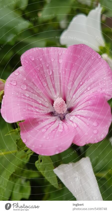 Blüte mit Regentropfen Blume Notaufnahme Detailaufnahne