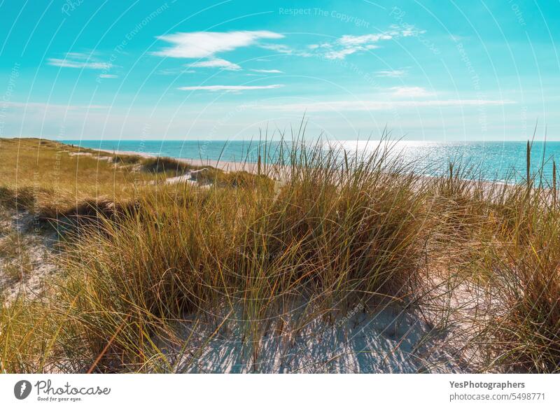 Landschaft auf der Insel Sylt mit Strandhaardünen und Meer am Horizont Herbst Hintergrund schön Schönheit blau hell Küste Küstenlinie Farbe Dunes leer Umwelt