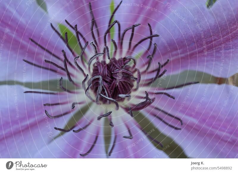 Makroaufnahme einer Clematisblüte Hintergründe Schönheit Blüte Botanik Nahaufnahme Blume Blütenkopf heißes Pink lavendelfarben Fliederbusch Makro-Fotografie