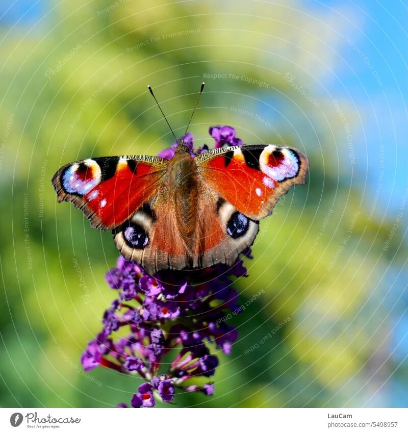 Pfauenauge Schmetterling Flügel Insekt Nahaufnahme Tierporträt Fühler Natur hübsch bunt Blume Oflanze Makroaufnahme