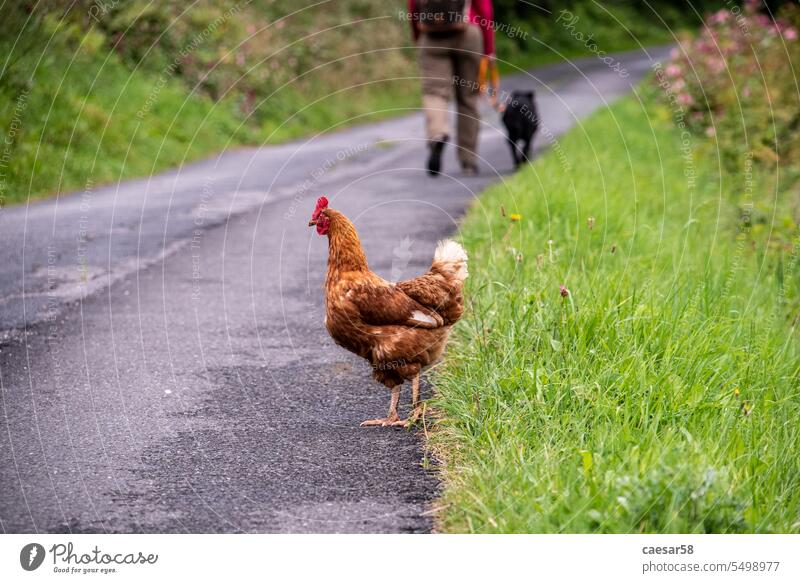 Vorbei an einer freilaufenden Henne bei einer Wanderung in den österreichischen Alpen Pute Person Hund Beine verschwommen Hintergrund braun Hähnchen wandern