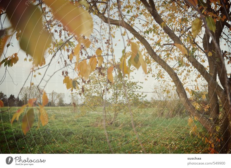 nach dem herbst kam der ... Umwelt Natur Landschaft Himmel Herbst Klima Wetter Baum Gras Blatt Feld Idylle Geäst Außenaufnahme herbstlich Farbfoto