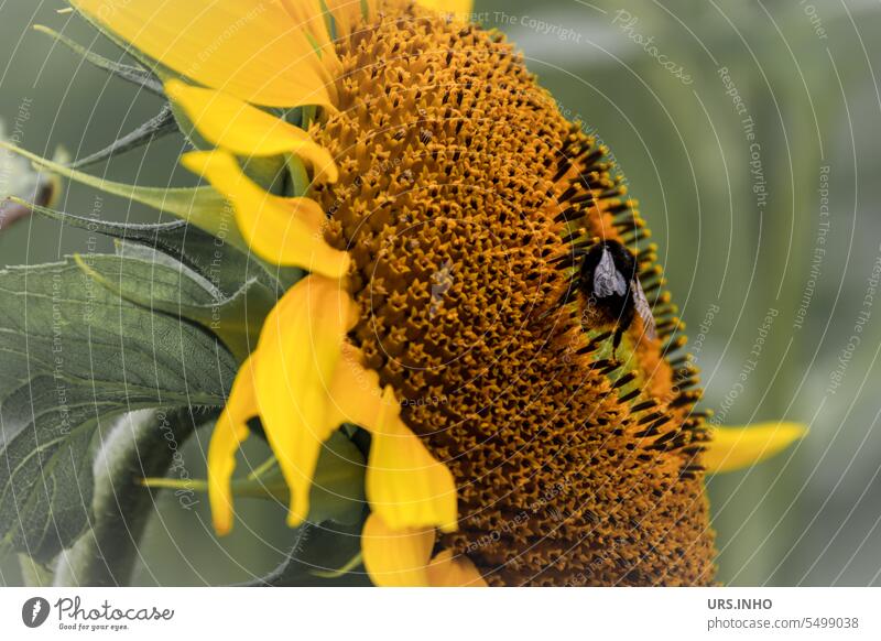 Auf der riesigen Blüte der Sonnenblume sitzt eine kleine Wildbiene und saugt fleißig Nektar Ausschnitt Biene Bienenfutter Helianthus annuus Pollen Blume Insekt