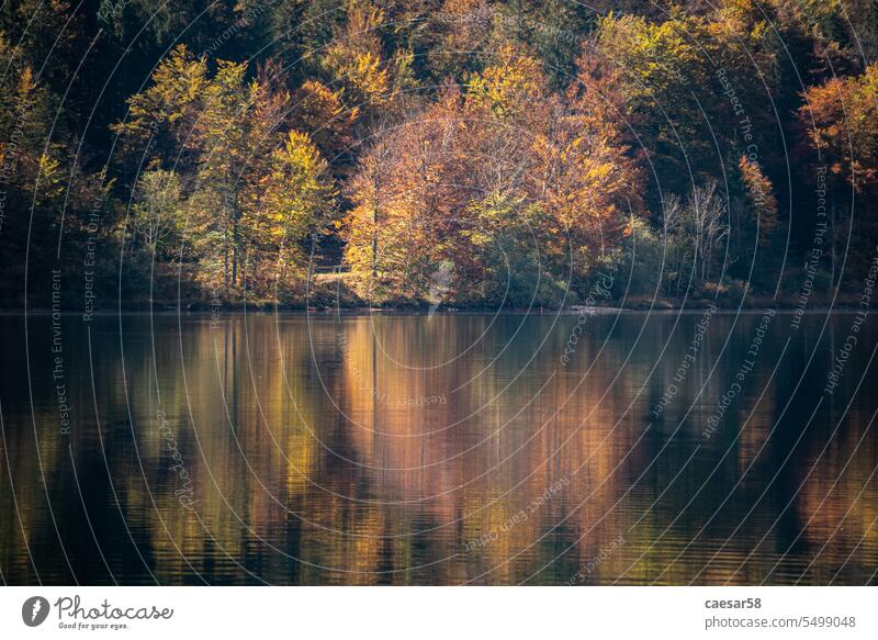 Malerische Baumspiegelungen am Ufer des Bohinjer Sees im Triglav-Nationalpark, Julische Alpen in Slowenien Wald Herbst Farben Reflexion & Spiegelung abstrakt