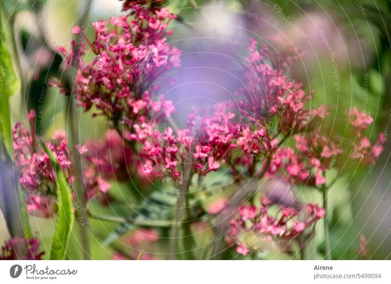 Weichspüler | und Schleudergang Blume natürlich lila Farbe Sommer rosa Blumen violett Wiesenblume Garten blühen zart Sonnenlicht sommerlich üppig Blüte purpur