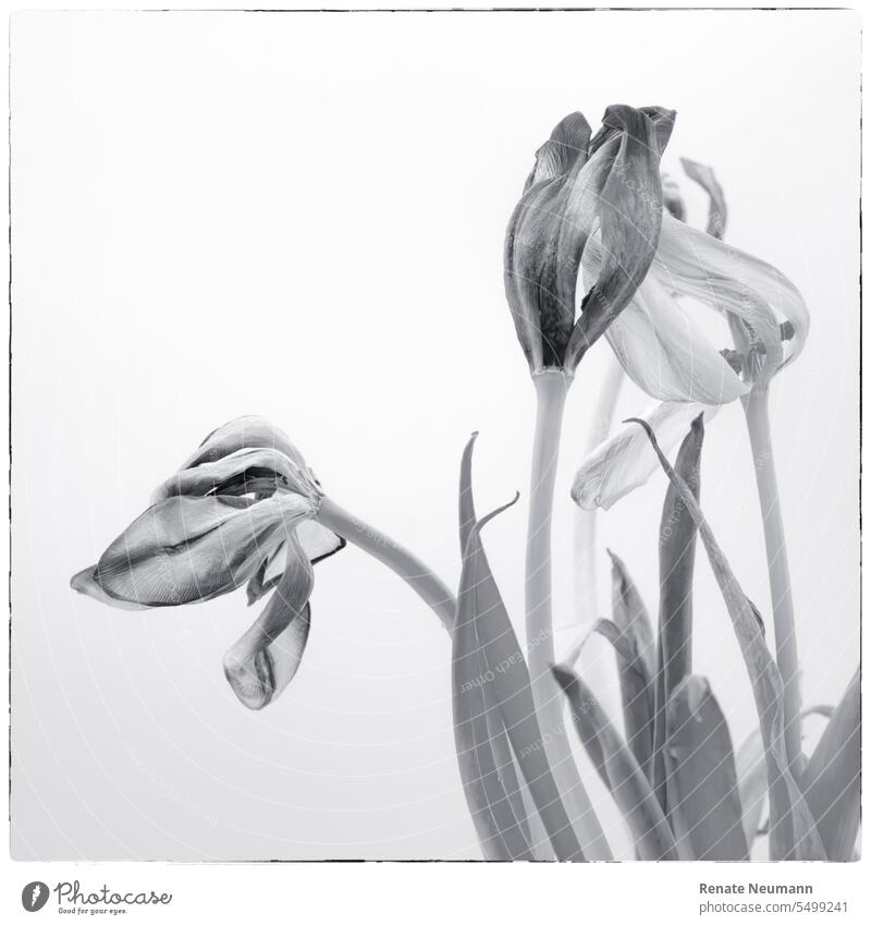 Tulpen monochrome Pflanzen Blumen Fotomontage Indoor grau Tulpenblüte verwelkt verblüht