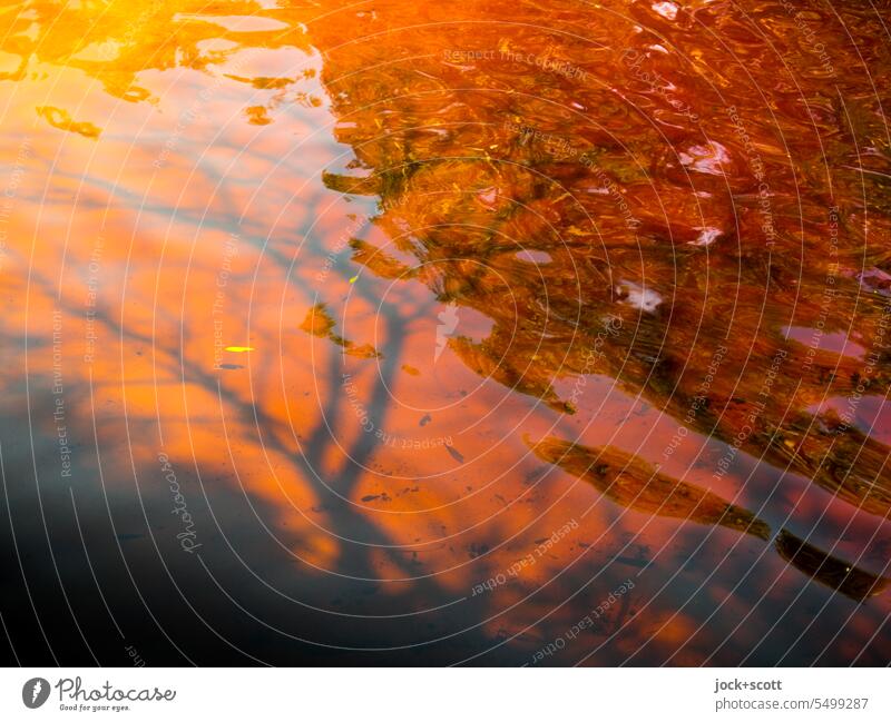 ein mit Teebaum gefärbter See Wasserspiegelung Reflexion & Spiegelung Natur Wasseroberfläche Idylle Ruhe Australien Hintergrundbild Unschärfe ungewöhnlich