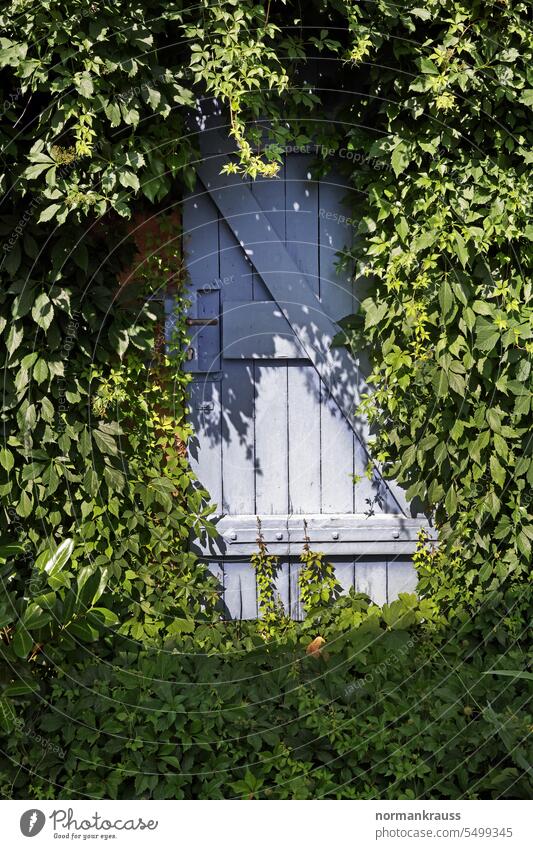 Zugewachsene Tür überwuchert holztür natur grün außen flora laub alt eingang verlassen gebäude architektur geschlossen wand außenaufnahme