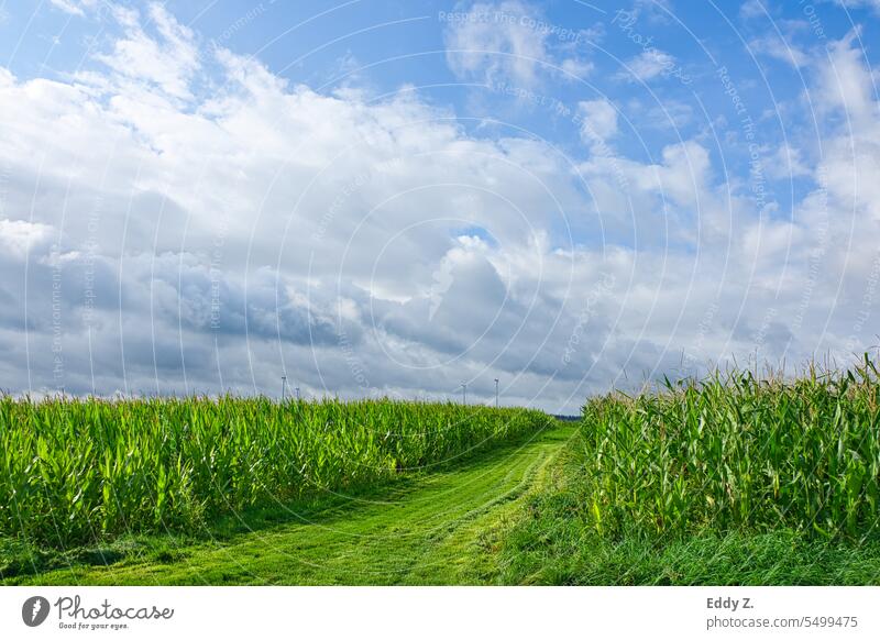 Idyllische grüne Landschaft: Maisfelder, Windmühlen und ein blauer Himmel mit Wolken Landwirtschaft Wege & Pfade Windkraftanlage Feld Natur Pflanze Sommer