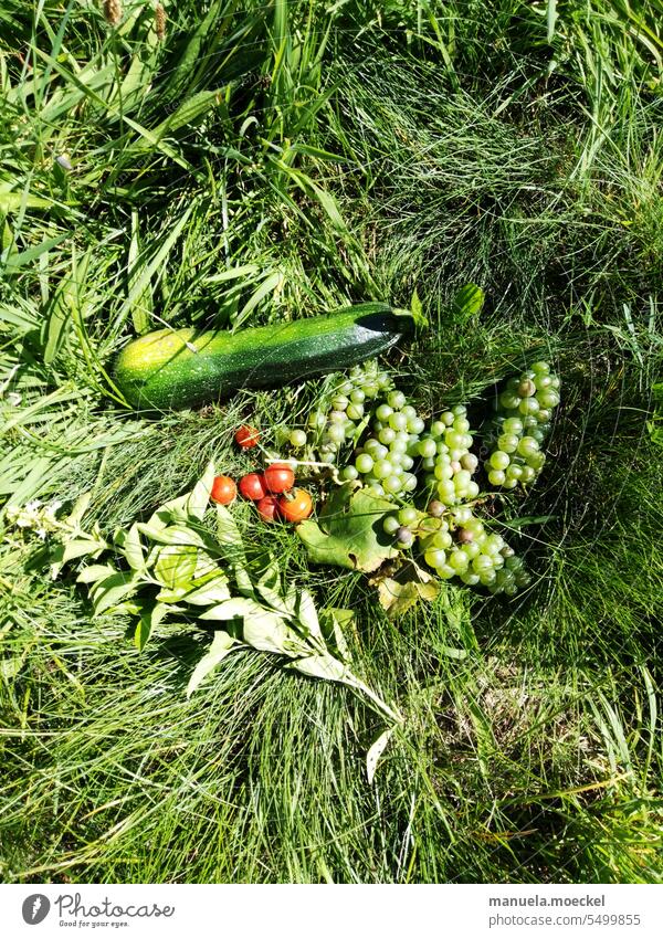 Obst und Gemüse im Gras Sommer herbst ernte erntezeit Zuccini Tomate Weintraube wein Rebell Blatt