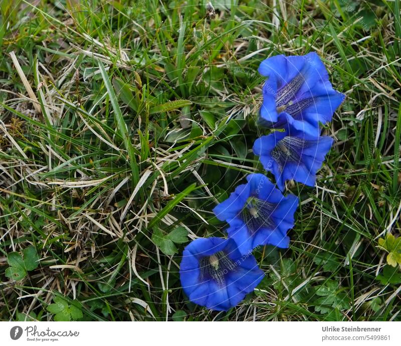 Vier Enziane in den Alpen Gentiana Blüten blau Alpenblume Blume Pflanze Enziangewächs Gebirge Schnapsherstellung Heilmittel Symbol Treue Naturschutz