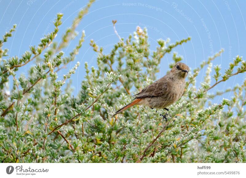 ein Vogel im Dornenbusch blickt interessiert in die Kamera Schnabel gebogen Tierporträt Vögel Natur Feder Auge Wildtier Flügel Menschenleer