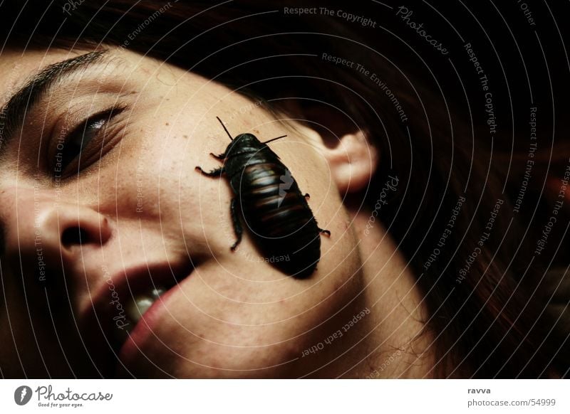 cockroach Schiffsbug Schaben Gemeine Küchenschabe Insekt Frau face woman female black-beetle insect