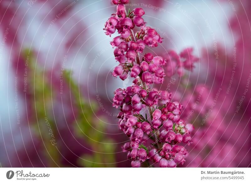 Erica gracilis, Glockenheide; aus Südafrika Blütenstand blühen frostempfindlich Kübelpflanze Strauch Zwergstrauch Heidekrautgewächse Ericaceae