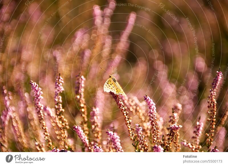 Die Heide blüht. Ein Schmetterling, ich glaube, es ist ein Perlmuttfalter,  hat es sich gemütlich gemacht und badet in der Sonne. Seine Flügel sind weit ausgebreitet.