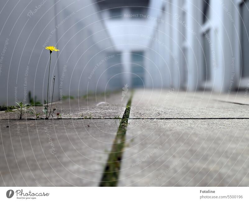 In Berlin Mitte, 6. Etage auf einem Außengang steht einsam eine kleine gelbe Blume. Natur Sommer Blatt grün Stiel Gehwegplatten Fuge Ritze wachsen Wachstum