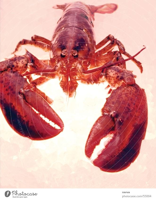 yummy Hummer lobster