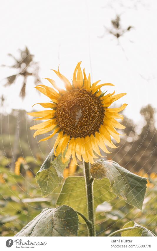 eine gelbe Sonnenblume im Sonnenlicht Blume Sonnenuntergang Sommer Pflanze Natur Feld Blüte Sonnenblumenfeld natürlich Landwirtschaft Umwelt Außenaufnahme grün