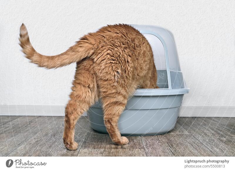 Große rote Katze tritt in ein Katzenklo. Horizontales Bild mit Kopierbereich. Ingwer Schachtel - Behälter Textfreiraum Kunststoff Stuhlgang Hygiene Tiermist