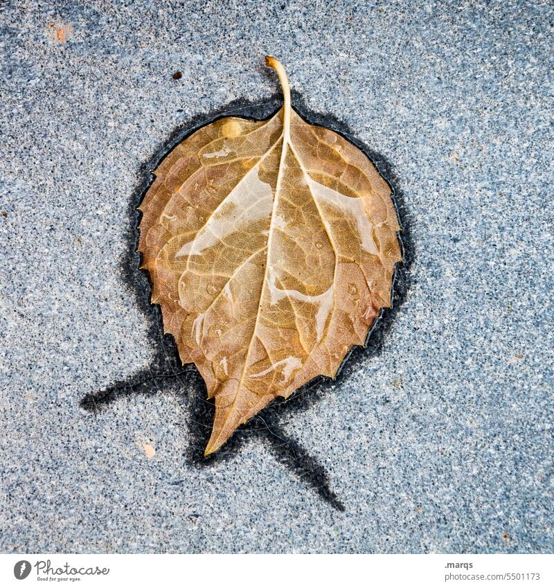 Blatt Detailaufnahme Symbole & Metaphern Herbst Pflanze braun nass Natur Asphalt Vogelperspektive filigran